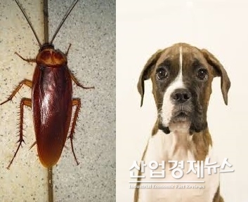 홍준표 자유한국당 대표의 '바퀴벌레'와 '개' 발언을 두고 언어가 순화됐다는 평가가 나와 이목을 끌었다.