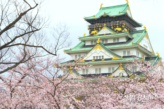 일본 오사카성의 벚꽃 광경. 사진-CJ월디스
