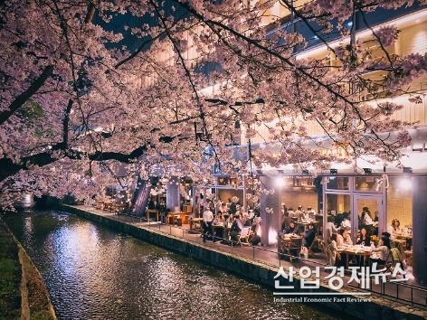 일본 교토의 벗꽃 풍경. 사진 제공-호텔스닷컴