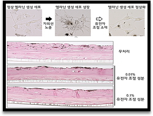 유전자 조절 소재의 멜라닌 색소 감소 효능 측정도..<사진=LG생활건강 제공>