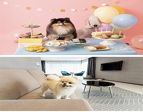 기사 관련 이미지 컷...<사진=달미펫(위), 해운대 영무파라드 호텔(아래) 제공>