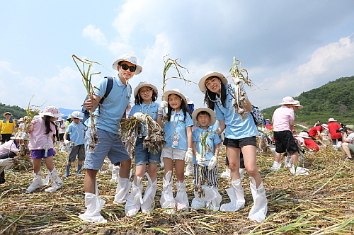 캠프에서 의성마늘을 수확하는 모습...<사진=롯데푸드 제공>
