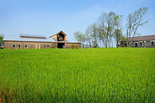 상하농원 청보리 밭 전경...상하농원 제공