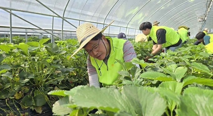 사진설명= 농협금융 리스크관리부문이 14일, 남양주시 딸기 농가 일손돕기 행사를 하면서 강신노 농협금융 리스크관리부문장이 줄기 솎기 작업을 하고 있다.