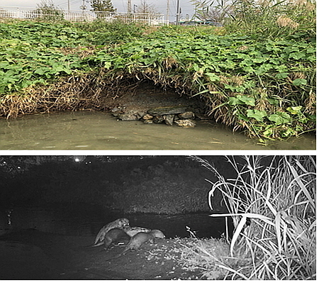 서울 중랑천 수달 서식지(상) 및 중랑천 수달 가족 모습...<사진=LG생활건강 제공>